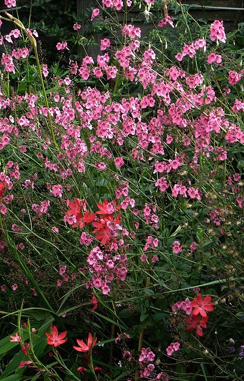 Hesperantha coccinea 'Major' bloeiende rode bloemen op groen blad.